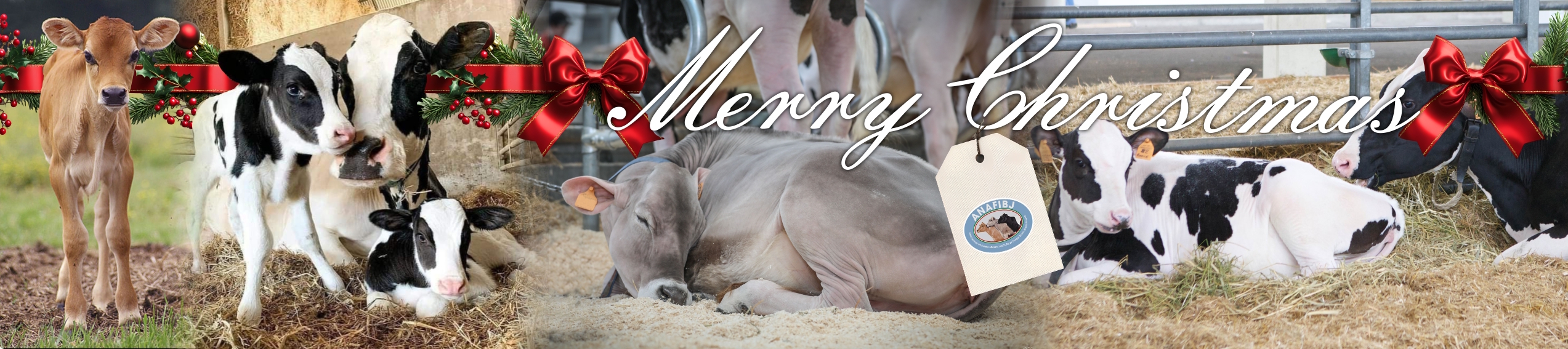 Merry Chrismas to ANAFIBJ