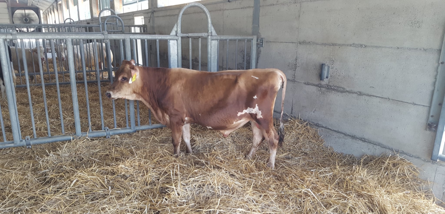 Il 1° torello Made in Italy